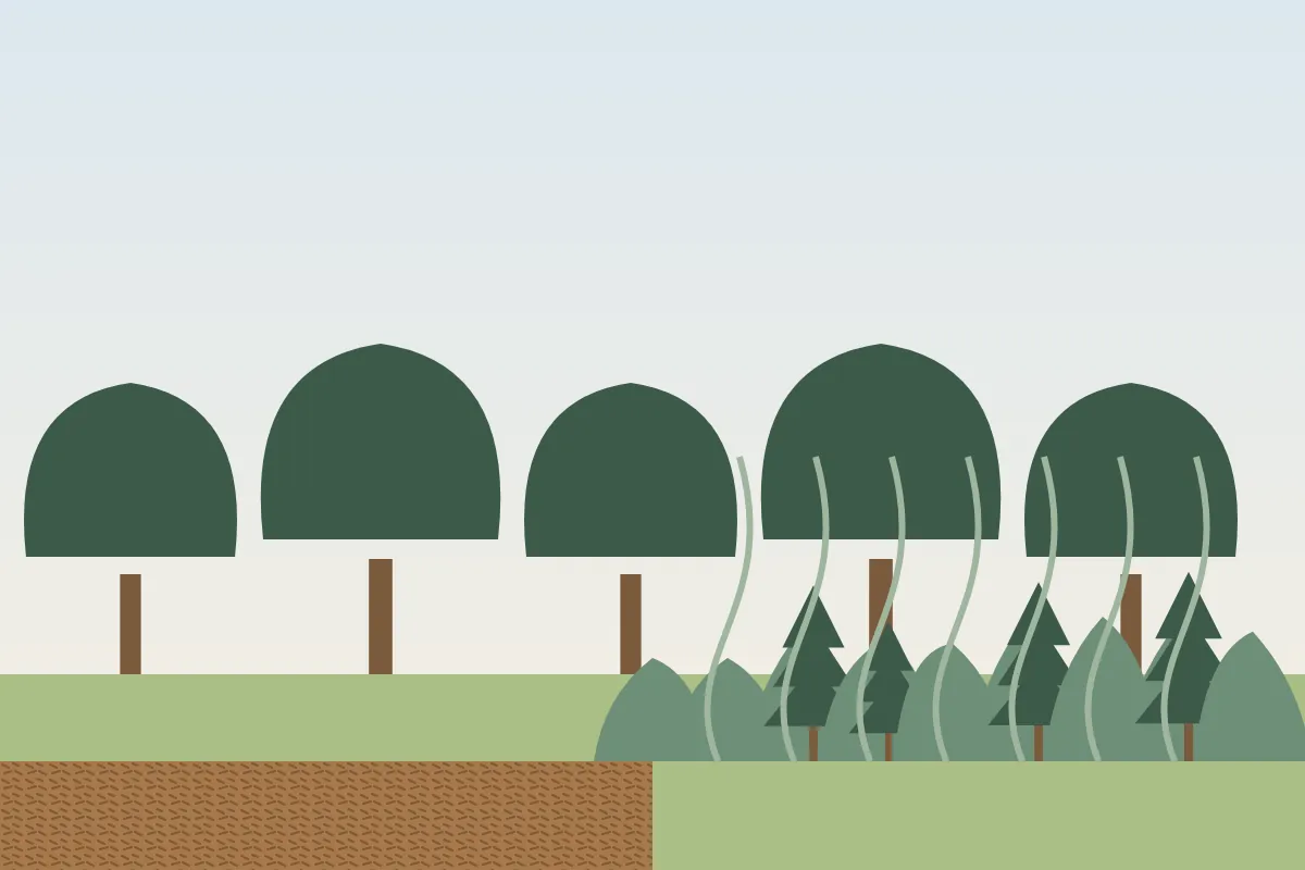 Tall hardwoods with the tangled understory of vines and shrubs removed beneath them